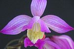 vallartaosbletiaensifolia150.JPG
