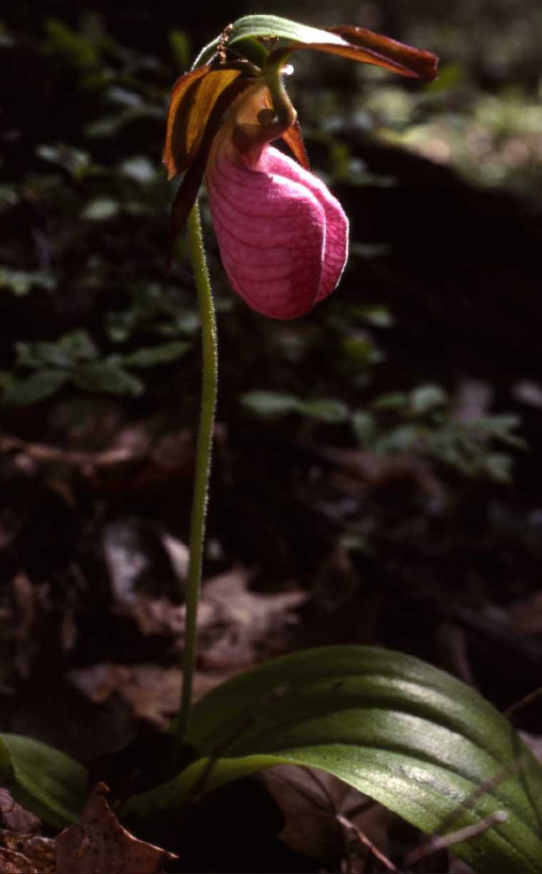 cacaulejuneau760.jpg
