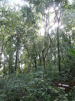 Click to go to Art for Orchids: Bosque das Orquideas webpage bosquedas orquideas forest