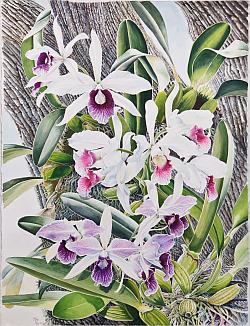 Laelia purpuarata watercolor