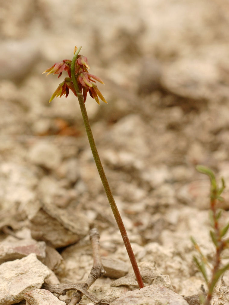 Corunastylis nudiscapa