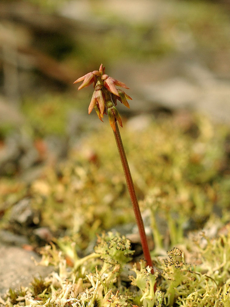 Corunastylis nudiscapa