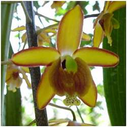 Eriopsis biloba
