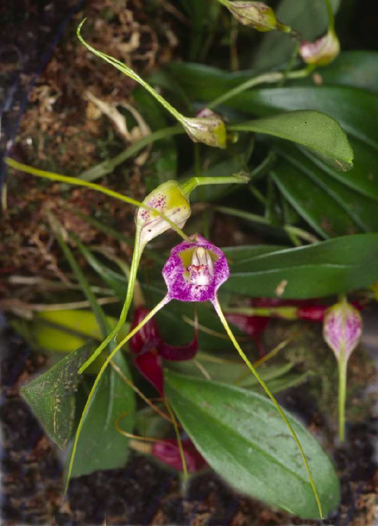Masdevallia burianii