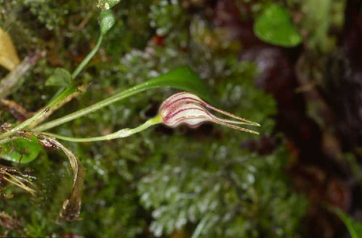 Masdevallia vasquezii