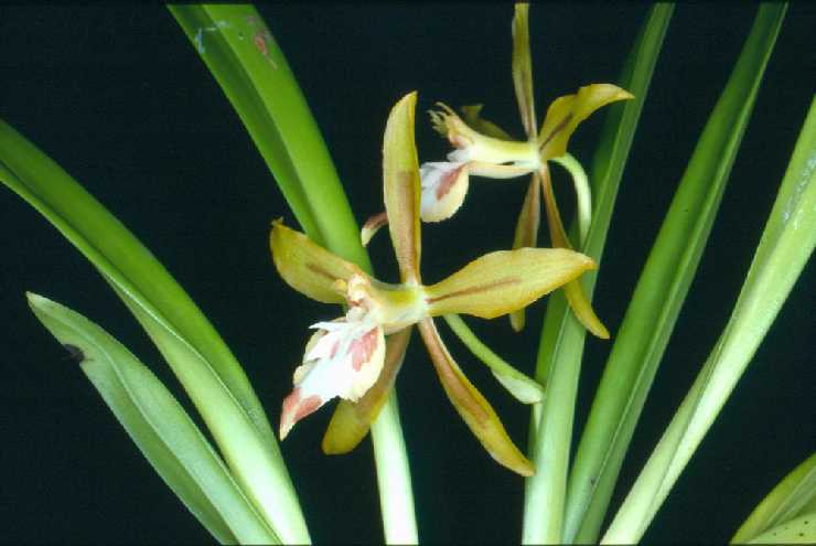 Odontoglossum dracoceps