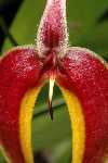 Bulbophyllum blumei
