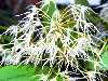 Bulbophyllum laxiflorum
