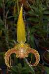 bulbophyllumlobbii100.jpg