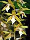 Coelogyne rochussenii