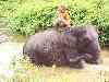 elephants water