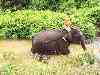elephants water trainer