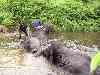 elephants water