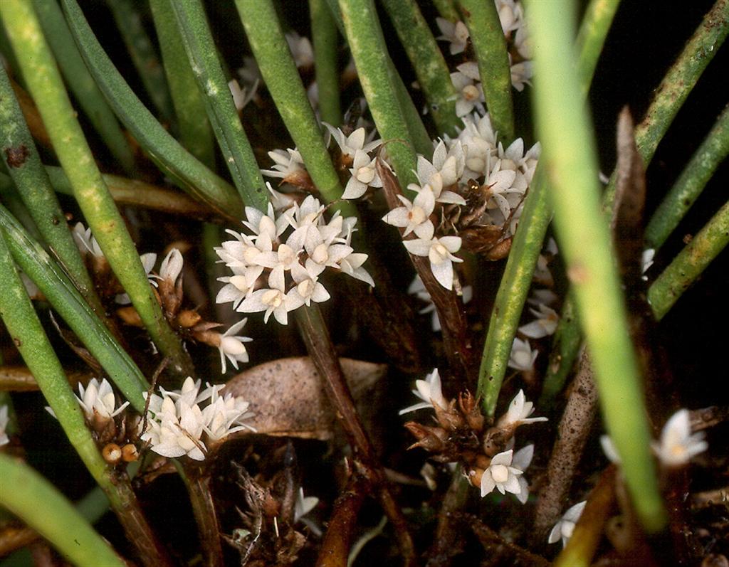 Ceratostylis unidentified species flowers
