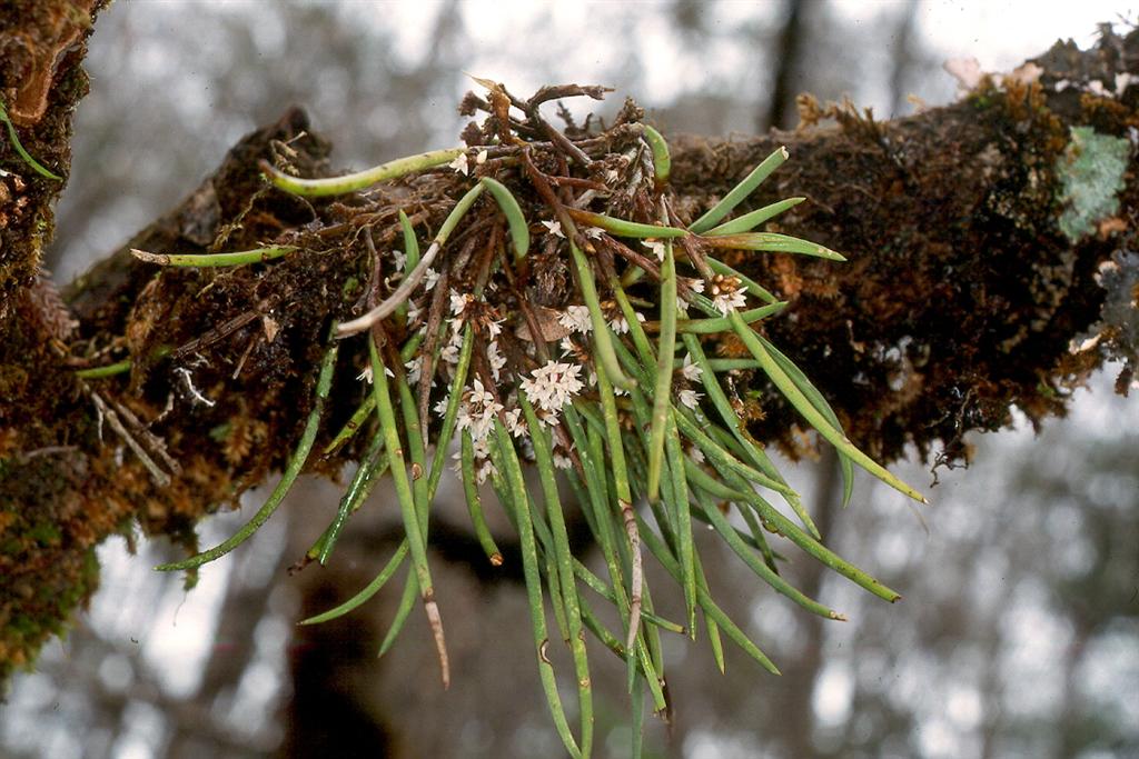 Ceratostylis unidentified species plant