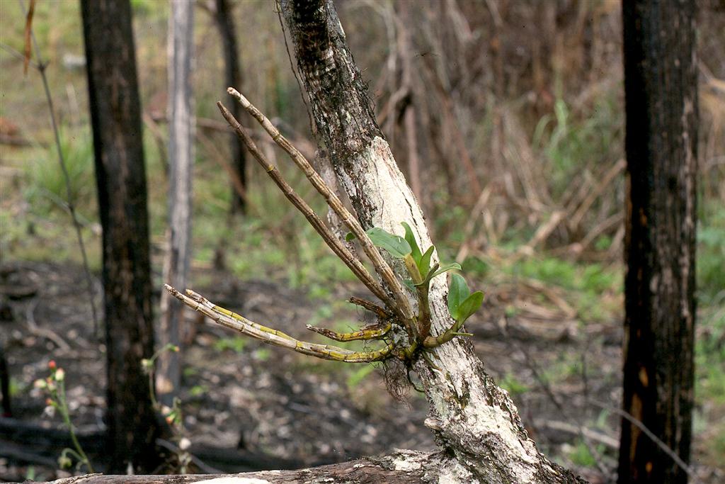 D vogelsangii fire damage