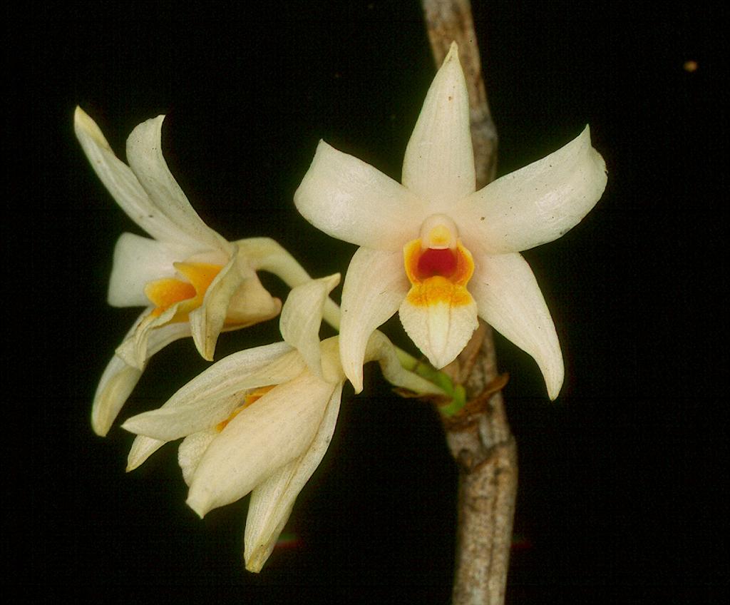 D vogelsangii flowers