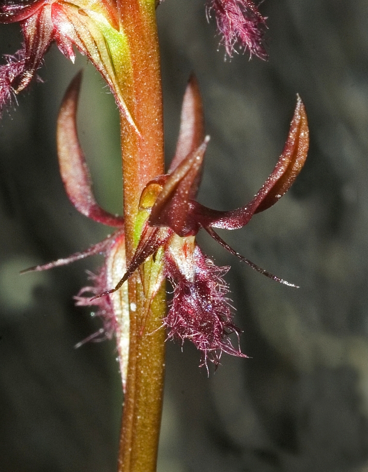 cCorunastylis superba