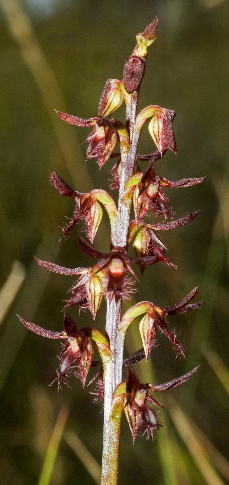 Corunastylis superba<br>
<span style=