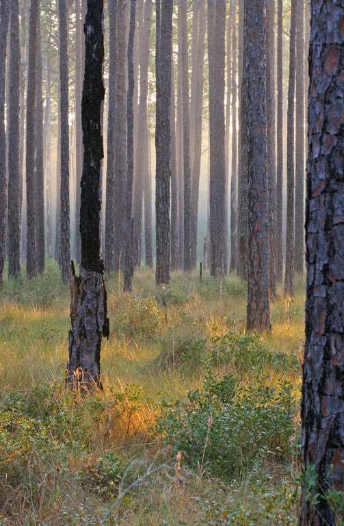 pinesavannahsunrise503_skip.jpg