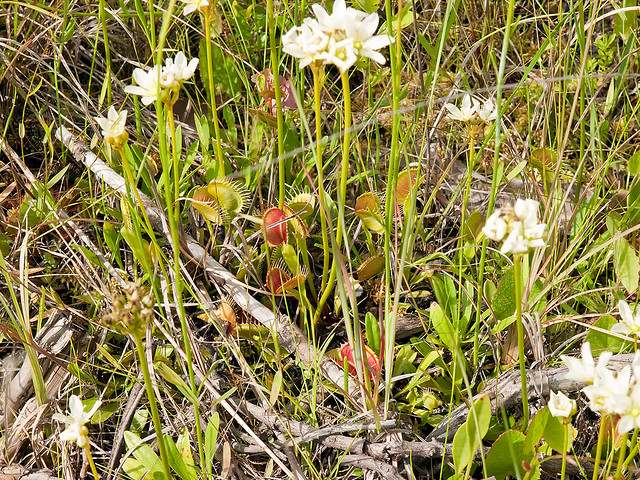 Dionaea muscipula Flower