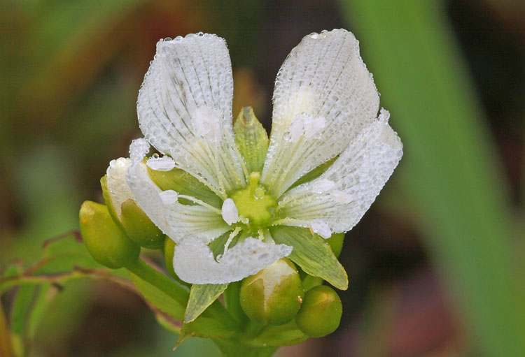 Dionaea muscipula Flower