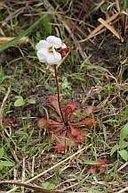 Click for Larger Pictures drosera brevifolia dwarf sundew