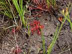 Click for Larger Pictures drosera capillaris