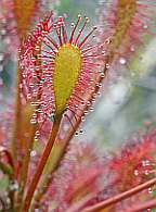 Click for Larger Pictures drosera intermidia