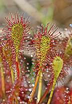 Click for Larger Pictures drosera intermidia