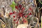 Click for Larger Pictures drosera intermidia