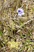 Click for Larger Picture pinguicula reticulata
