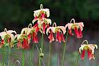 Click for Larger Pictures pitcher plant flowers