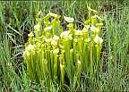 Click for Larger Picture sarracenia flava