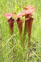 Click for Larger Picture sarracenia flava var atropurpure