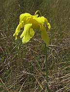 Click for Larger Pictures sarracenia flava bloom yellow pitcher plant