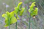 Click for Larger Pictures sarracenia flava flowers