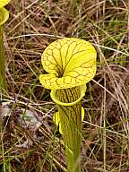 Click for Larger Pictures sarracenia flava var ornata
