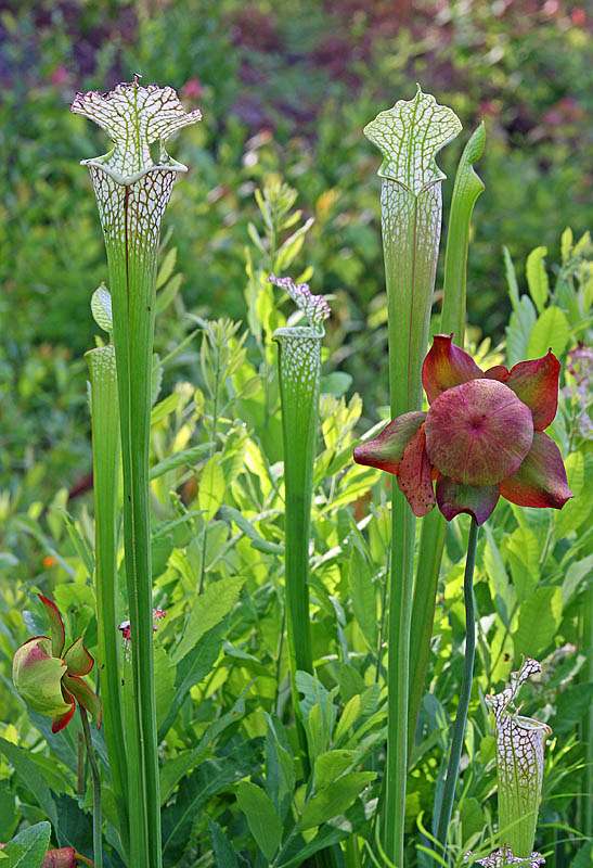 sarracenia leucphylla