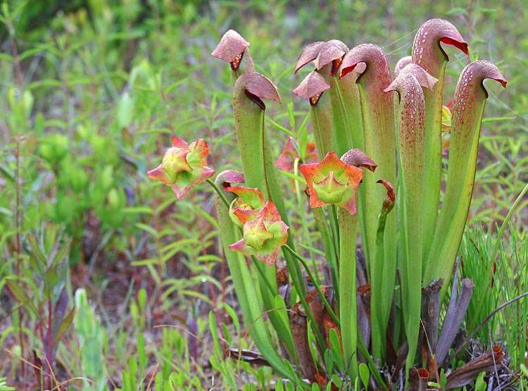 Sarracenia minor
