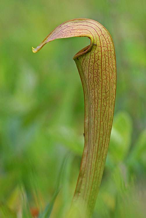 Sarracenia minor
