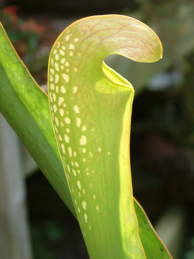 Sarracenia minor