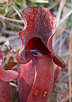 Click for Larger Pictures sarracenia purpurea