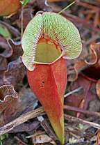 Click for Larger Pictures sarracenia pururea