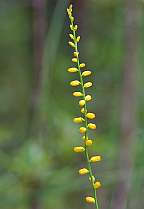 aletris aurea golden colicroot