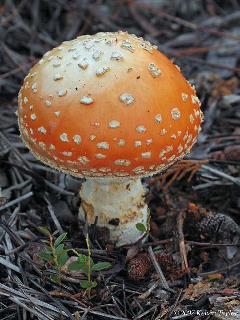amanita muscaria