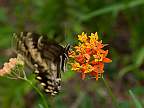 asclepias lanceolata lance leaf milkweed papilio glaucus eastern tiger swallow tail female butterfly