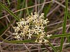 asclepias longifolia