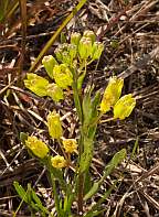 asclepias pedicellata savannah milkweed