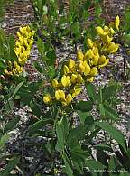 baptisia cinerea carolina yellow indigo